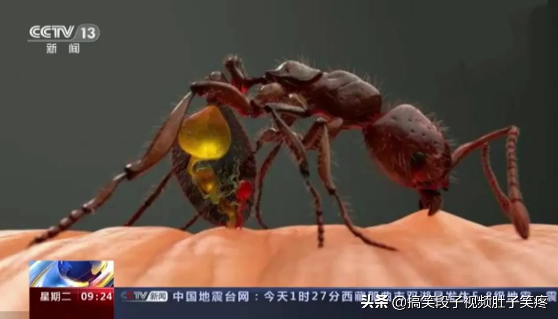 红火蚁咬后什么时候出现症状,红火蚁咬后出现什么症状