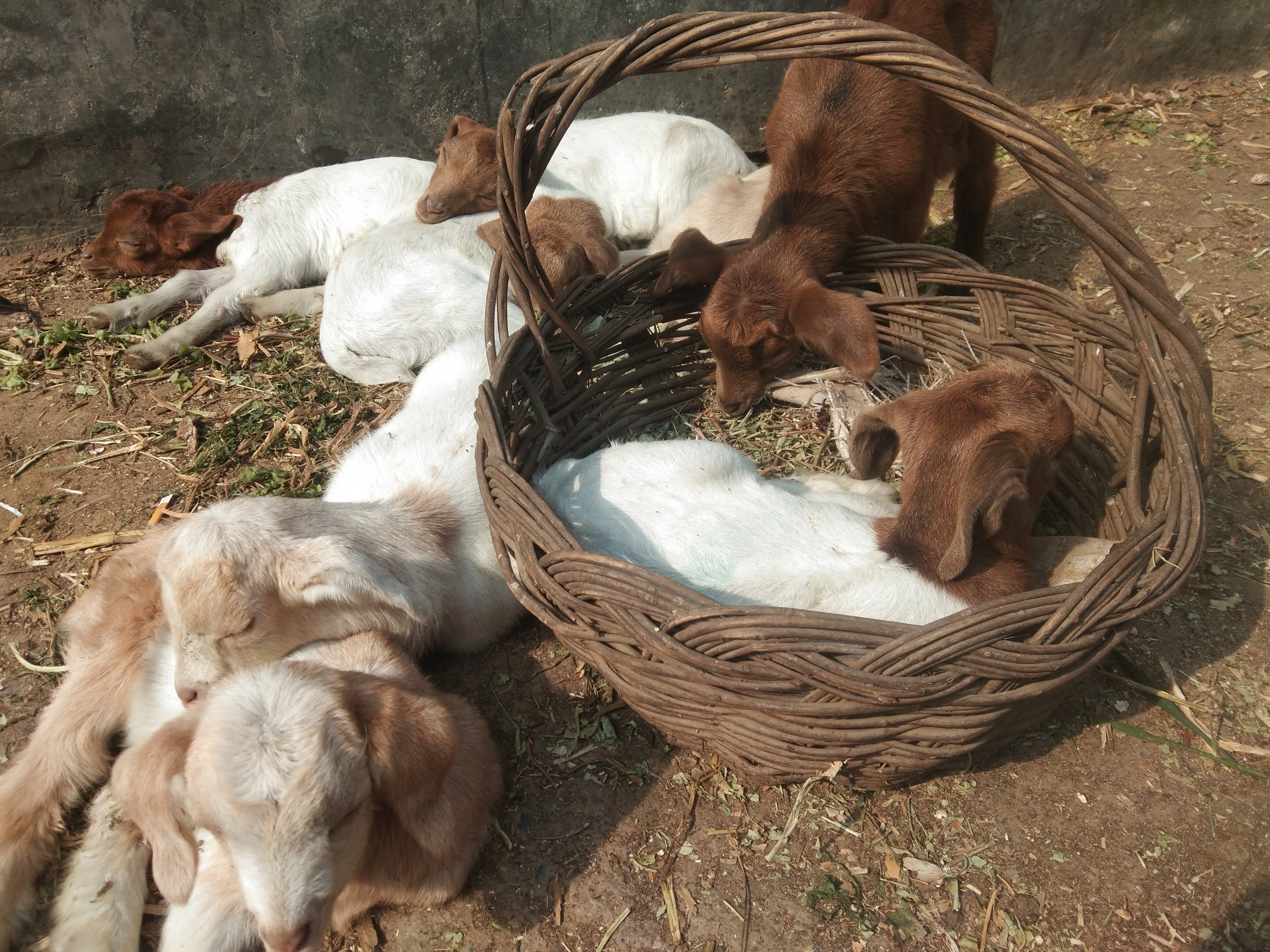 羊羔瘫软的原因及治疗方法,羊羔呼吸急促死亡什么原因