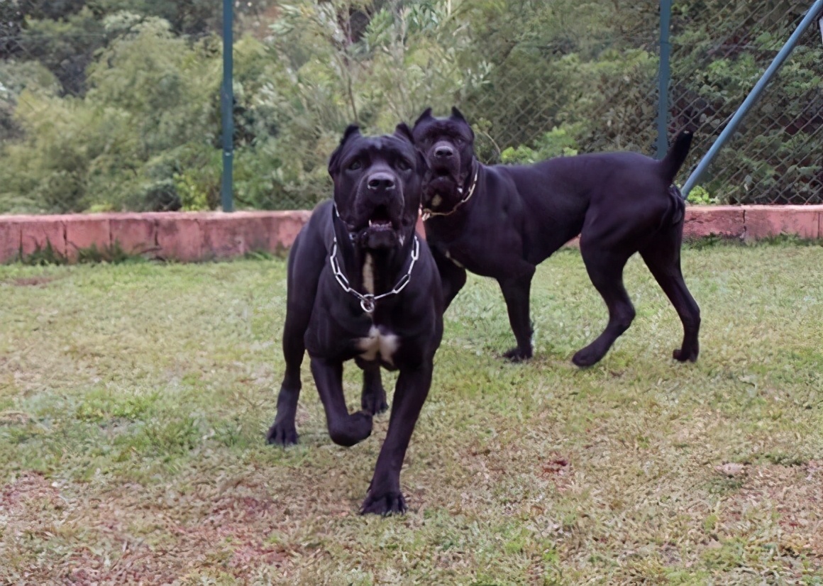 卡斯罗为什么几乎没人养,卡斯罗为啥看着那么傻