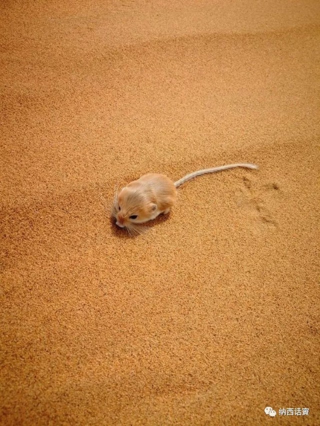 叶紫被雷劈穿越到异界,关于叶紫的穿越小说