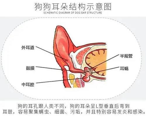 狗狗耳朵有异味发臭用什么药,狗狗耳朵发臭怎么办
