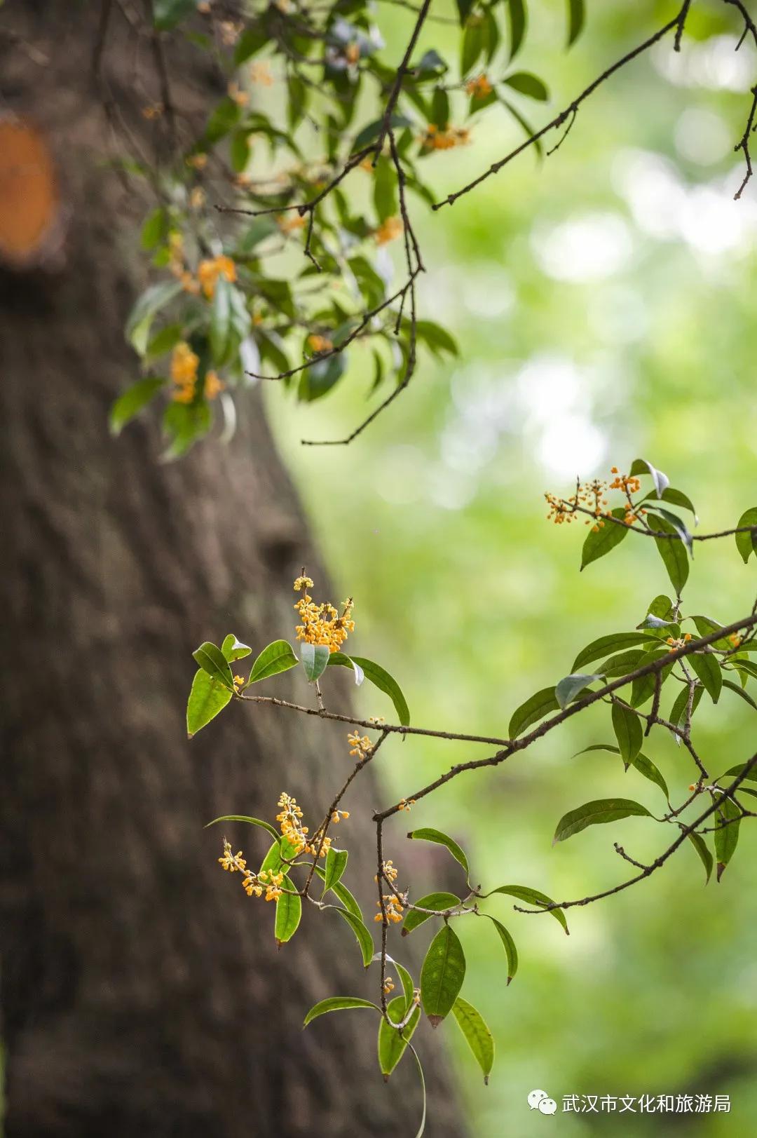 武汉的桂花，香了「美文|科普|导游」