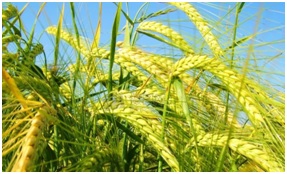 我们怎么喝拉茶,我们怎么喝霸王茶姬