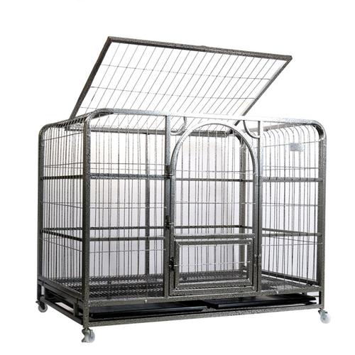 养狗新手入门必备知识,养狗知识大百科入门篇