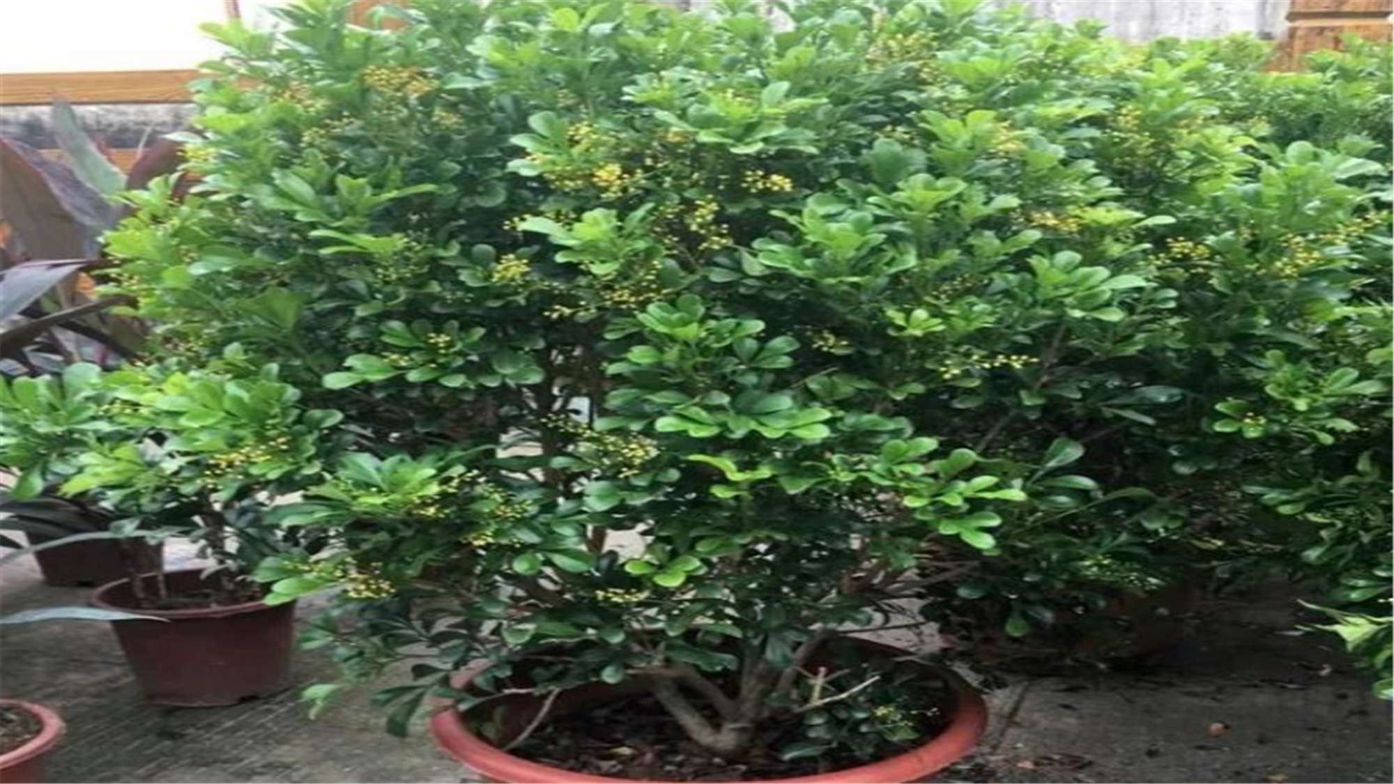 米兰春季的养殖方法,春天米兰枝头全剪光要怎么养护