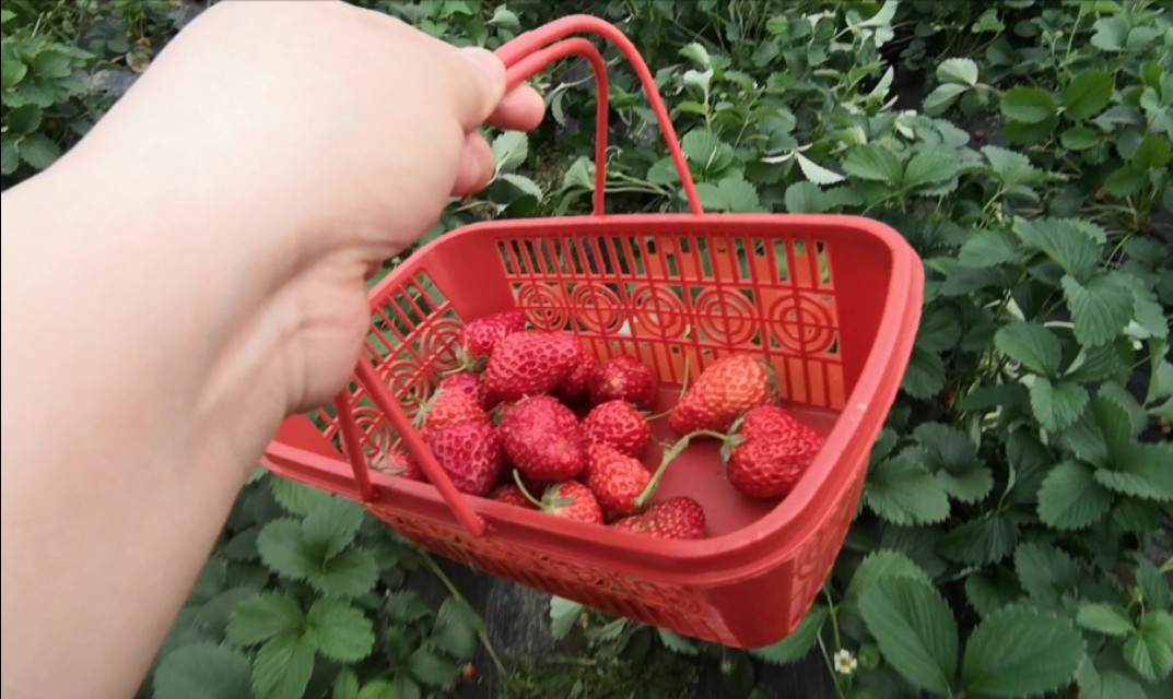 长沙附近摘草莓的地方在哪里,长沙开福区周边摘草莓的地方