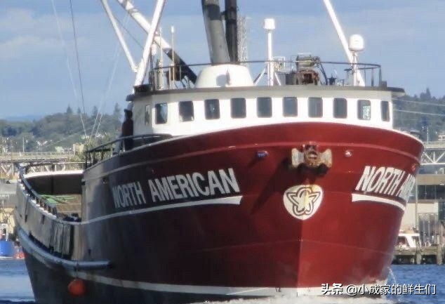 渔民常见捕获海鲜以及价格,野捕海鲜