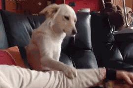 狗吃醋起来比男朋友还难哄,狗子这才是哄女朋友的正确方式