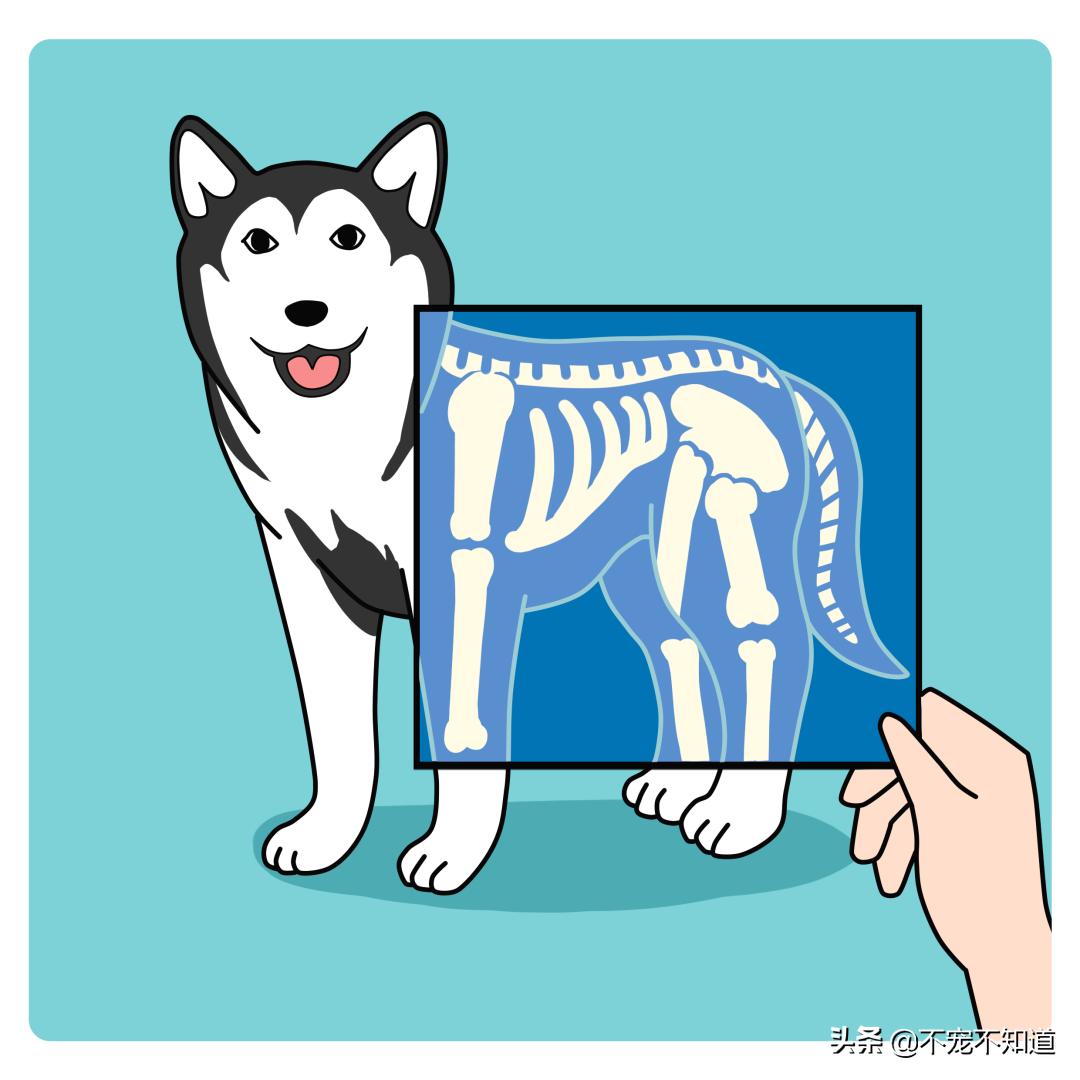 宠物b超和x光的区别,宠物检查b超费用