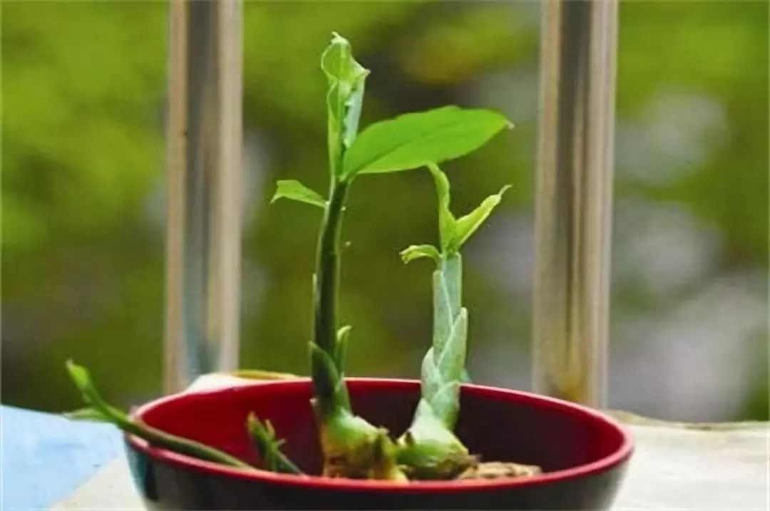 冬天能种生姜盆栽吗,盆栽生姜可以过冬明年继续种吗