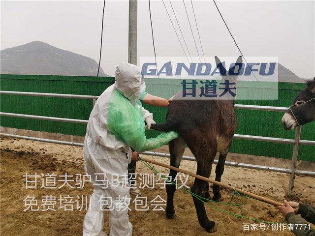 高清驴用B超马用B超测孕方法图像分析判断教程