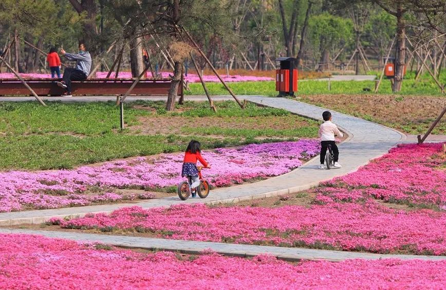 北京五环最美花海,附近免费景点踏青网红打卡地