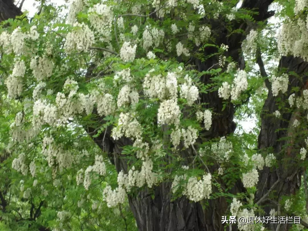 民国年间的豆腐坊,豆腐坊历史照片