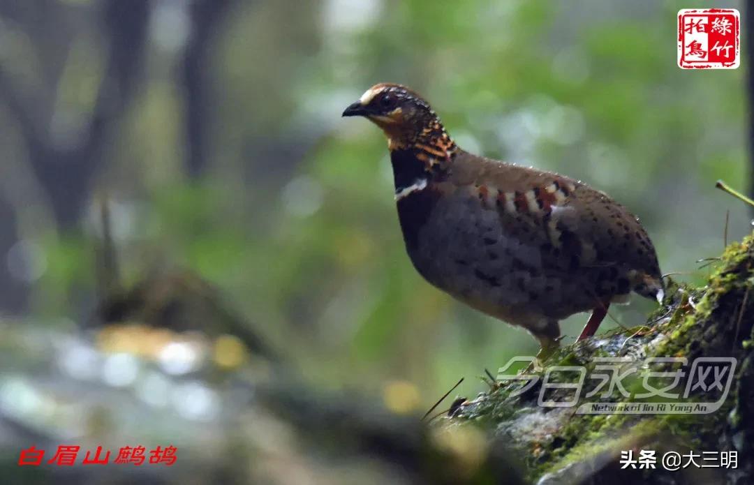 中国绿都最氧三明湿地公园,中国绿都最氧三明宁化