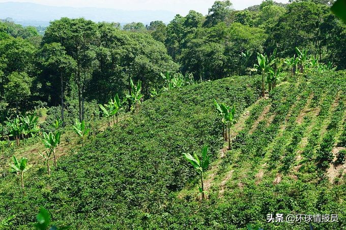 圭亚那：南美洲唯一的英语国家，第一大族裔为什么却是印度裔？