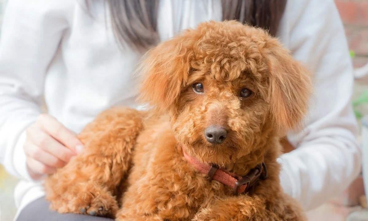 泰迪有寄生虫的表现,泰迪警惕