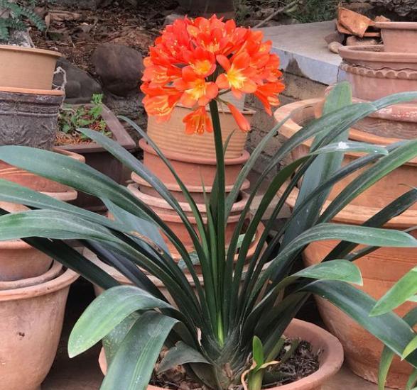 君子兰怎么养护和施肥施什么肥料,养好君子兰的施肥方法