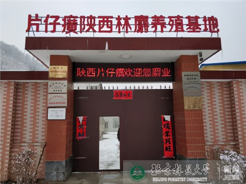 片仔癀如何服用,广东喝洋酒配片仔癀