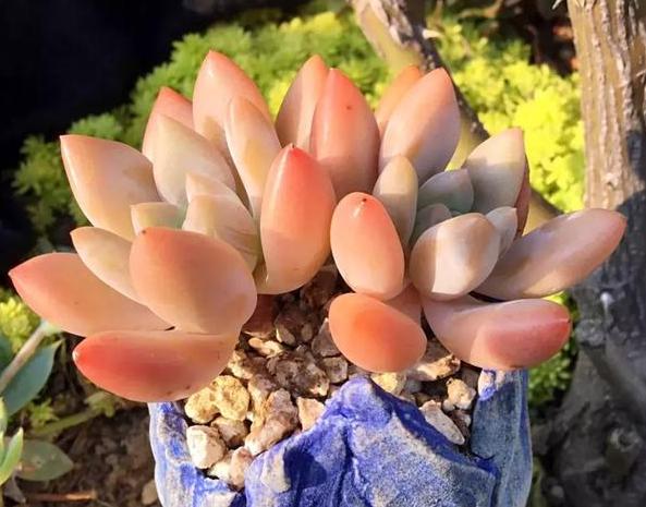 多肉养殖知识,多肉植物养护养花小知识