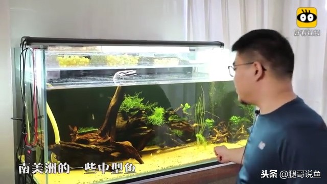 大缸什么过滤效果最好,什么过滤方式小缸效果最佳