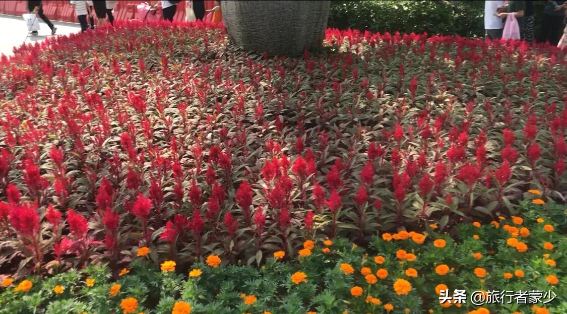 莲花山情侣约会5大圣地,深圳莲花山约会