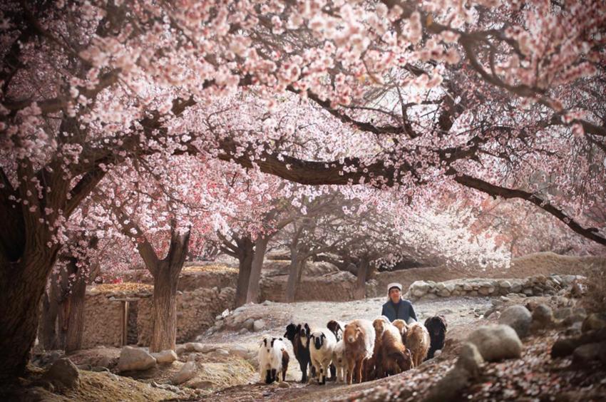 牧童遥指杏花村到底在哪里,牧童遥指杏花村的杏花村在哪里呢