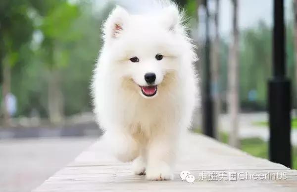 美国家庭都养什么犬,美国人喜欢养什么猛犬