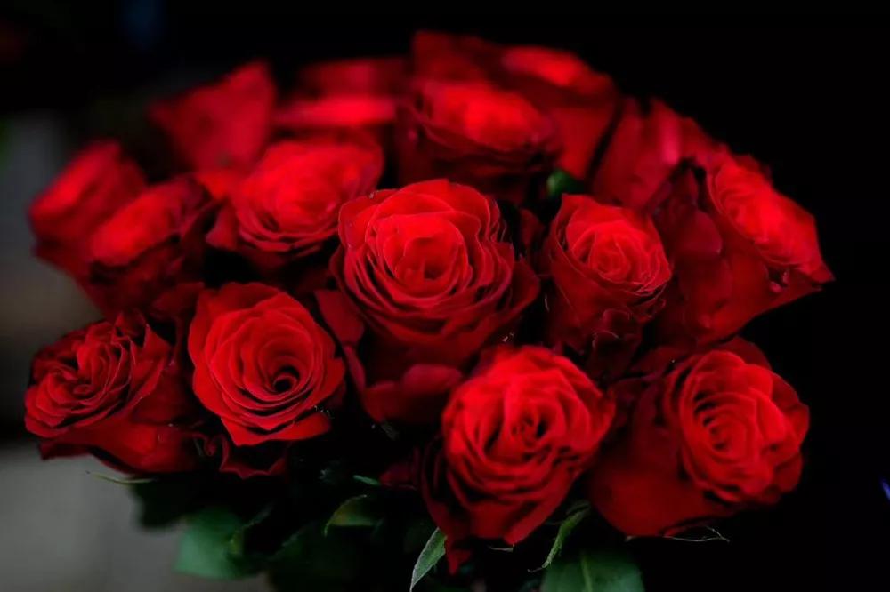 花店必备的5款玫瑰,鲜花图鉴一次性认识30种玫瑰花