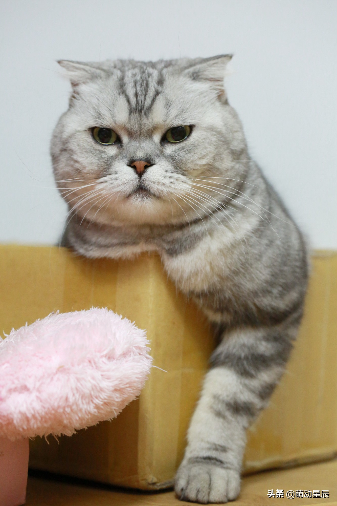 田园猫和品种猫哪个颜值更高,中华田园猫跟哪种品种猫配好看