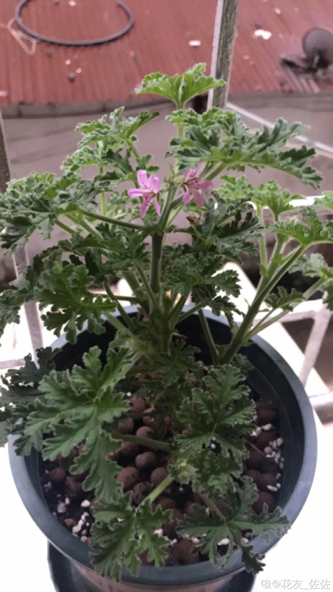 花盆里的小黑飞苍蝇怎么处理,家里养什么花最容易生小黑飞虫