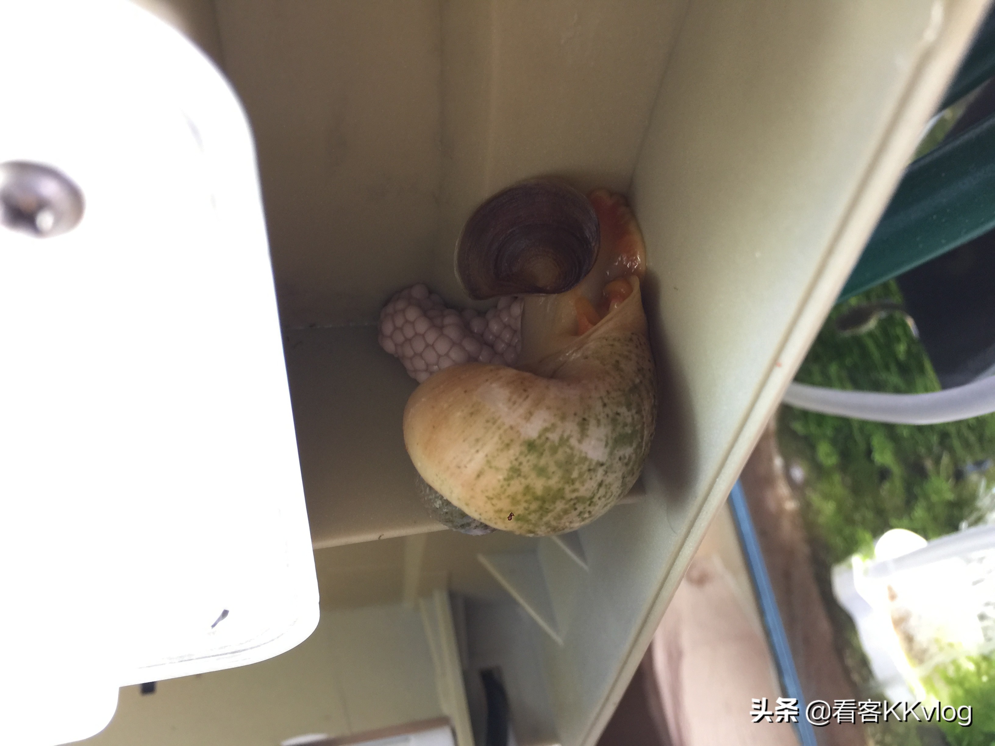 观赏螺除藻排行榜,鱼缸哪种螺除藻最好