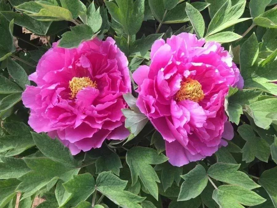 洛阳鹰嘴山沿黄公路自驾游攻略,洛阳旅游景点攻略最值得去的地方