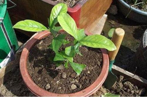 栀子花种子怎么种上就出芽了,栀子花从种子到开花生长过程