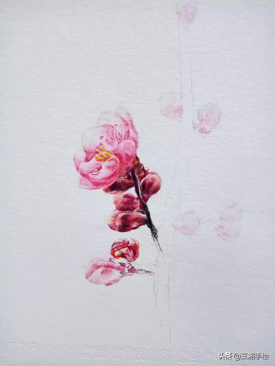 怎样用彩铅画梅花,梅花彩铅怎么画
