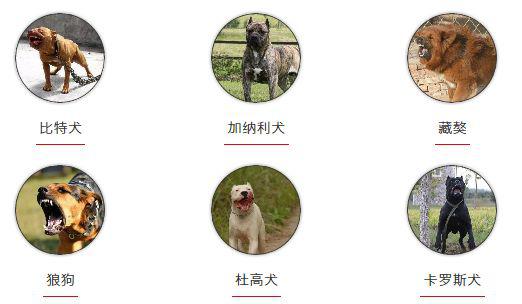 男童被大型犬抓伤,男童遭大型犬咬伤在icu抢救