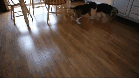 狗言狗语,中国的狗和外国的狗语言一样吗