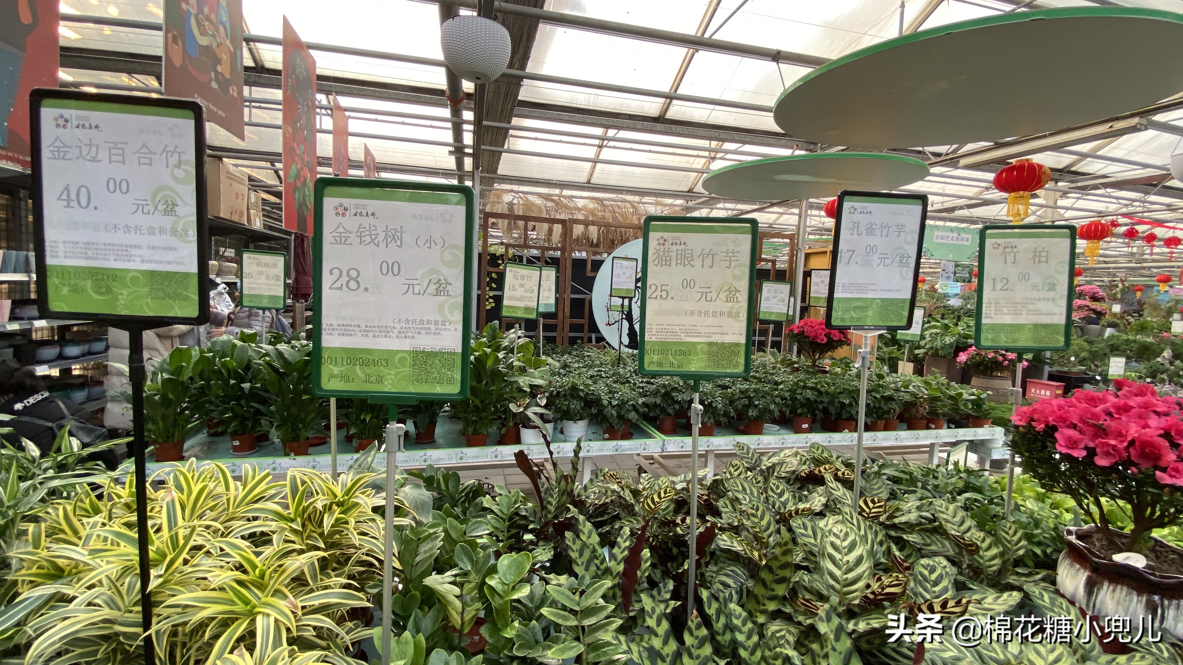 北京最大花卉绿植市场,北京最便宜绿植花卉市场