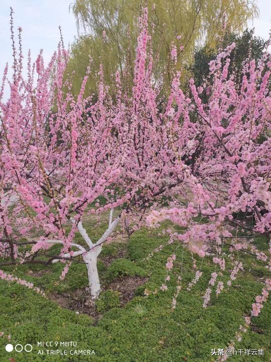 我的家乡商丘夏邑,夏邑又多一处美景有山有水还有花