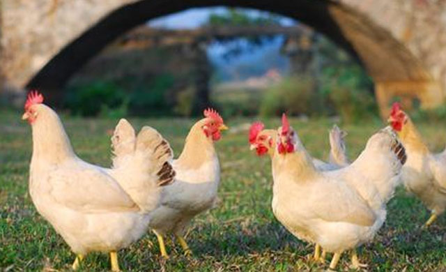 鸡拉稀喂阿莫西林和土霉素哪个好,鸡拉稀用什么偏方能治