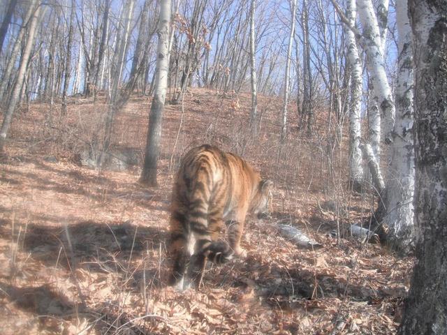 东北虎闯进村庄袭击放羊人,野生东北虎袭击人