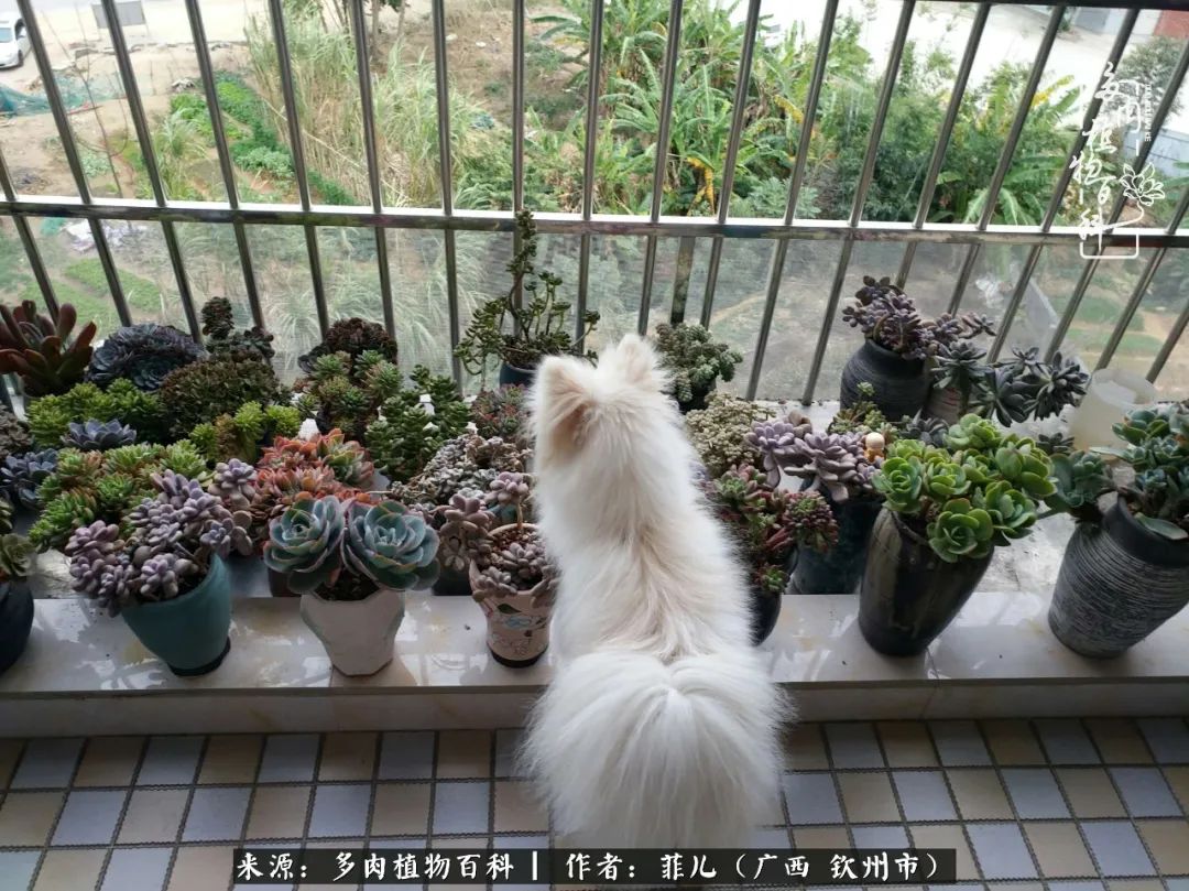 多肉相伴的感悟,与多肉为伴的时光真的很美好