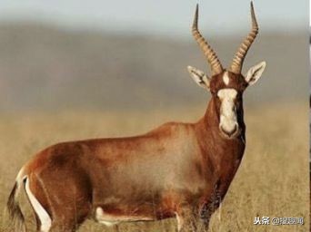 这三种常见肉最好别吃,以下这六种肉再穷都不要吃