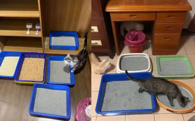 猫咪便秘大便带血,猫咪拉不出屎怎么快速解决