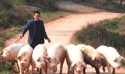 老猪喂猪的正确方法,几个实用的治猪病偏方