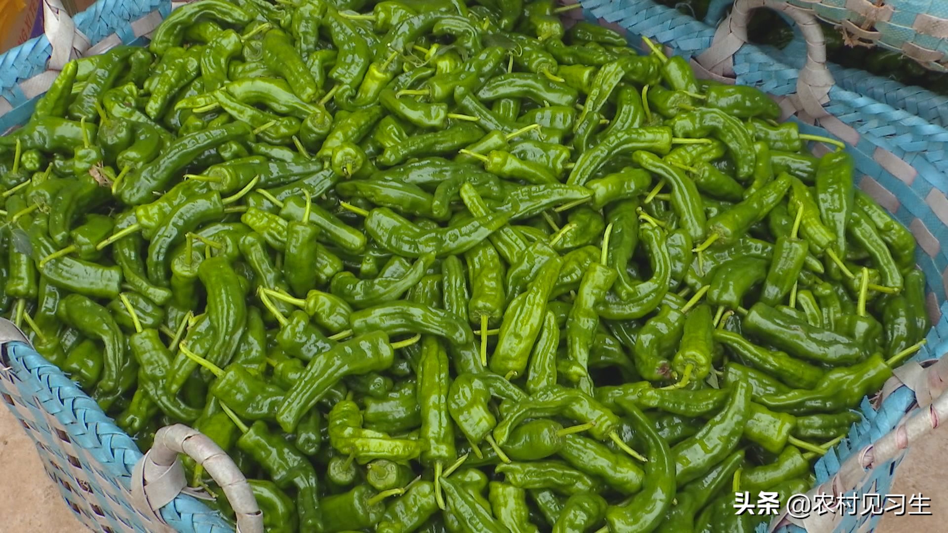 湖南辣椒卖出天价,湖南本地辣椒几百一斤