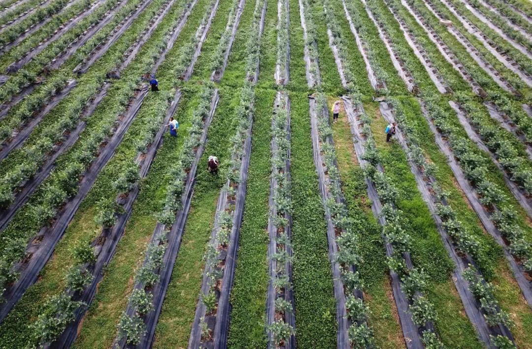 种3500株亩产7吨不愁销路,种什么亩产利润上万