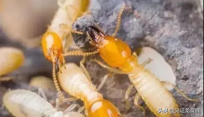 明天进入白蚁分飞期！如何有效防治白蚁？点进来看看~