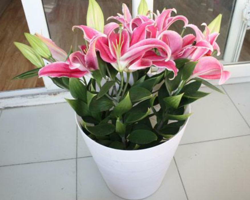 百合花开败后需要换盆吗,百合花开败了种球可以重新再种吗