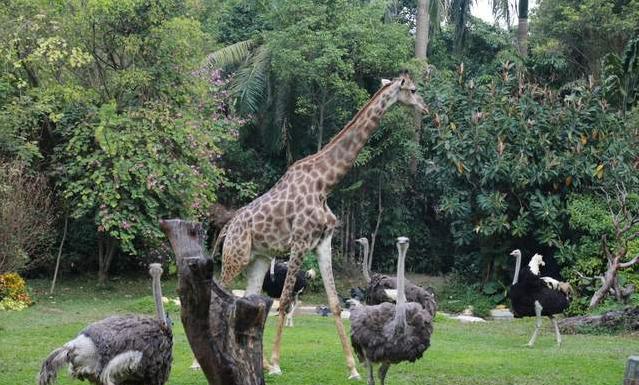 广州长隆四天三晚旅游推荐,4天去广州长隆和珠海看海怎么玩