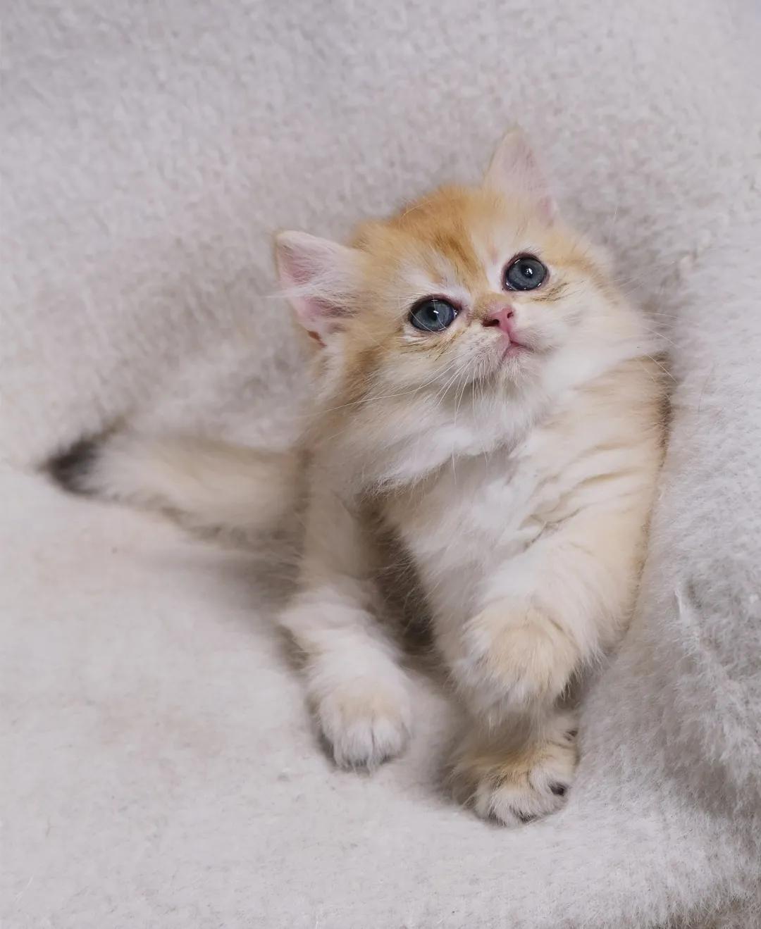 哺乳期的猫咪能不能驱虫,哺乳期的猫咪能不能吃西瓜